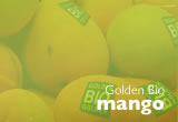 Golden Bio mango